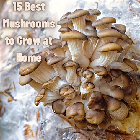 How to Grow Mushrooms: 6 Popular Mushrooms to .